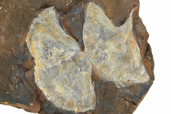 Two Fossil Ginkgo Leaves From North Dakota - Paleocene #188726